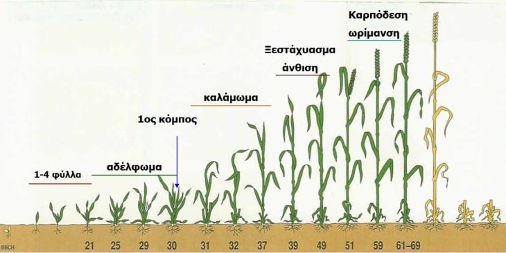 Στάδια ανάπτυξης του κριθαριού