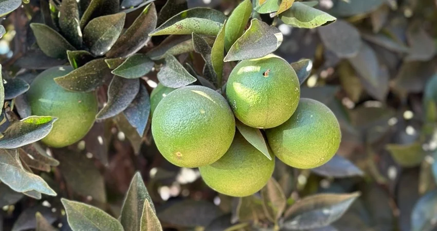 Εσπεριδοειδή Στάδια Καλλιέργειας