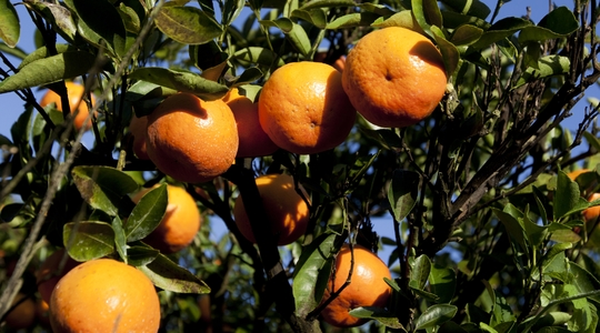 στάδιο της έναρξης της καρπόδεσης μέχρι και το τέλος του 1ου σταδίου ανάπτυξης των καρπών 