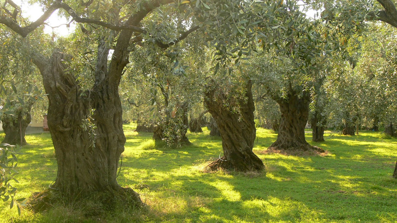 ελαιωνες