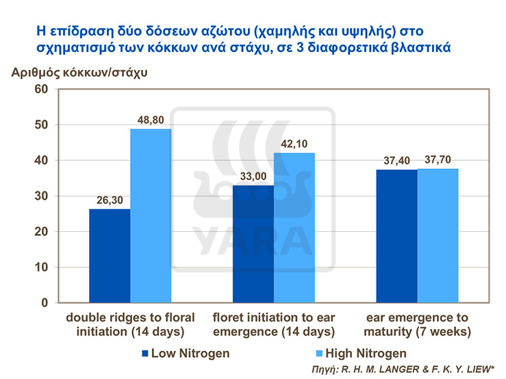 Επίδραση αζώτου στο σχηματισμό κόκκων ανά στάχυ