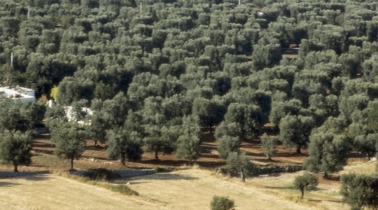 Ελιά Θρεπτικά Στοιχεία και Απόδοση