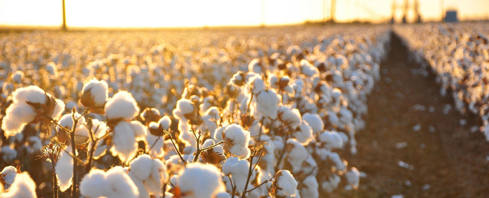 cotton