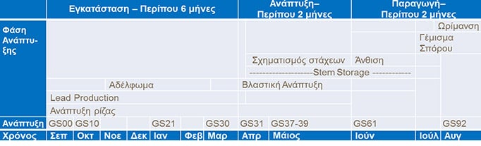 Στάδιο γεμίσματος του κόκκου του σιταριού