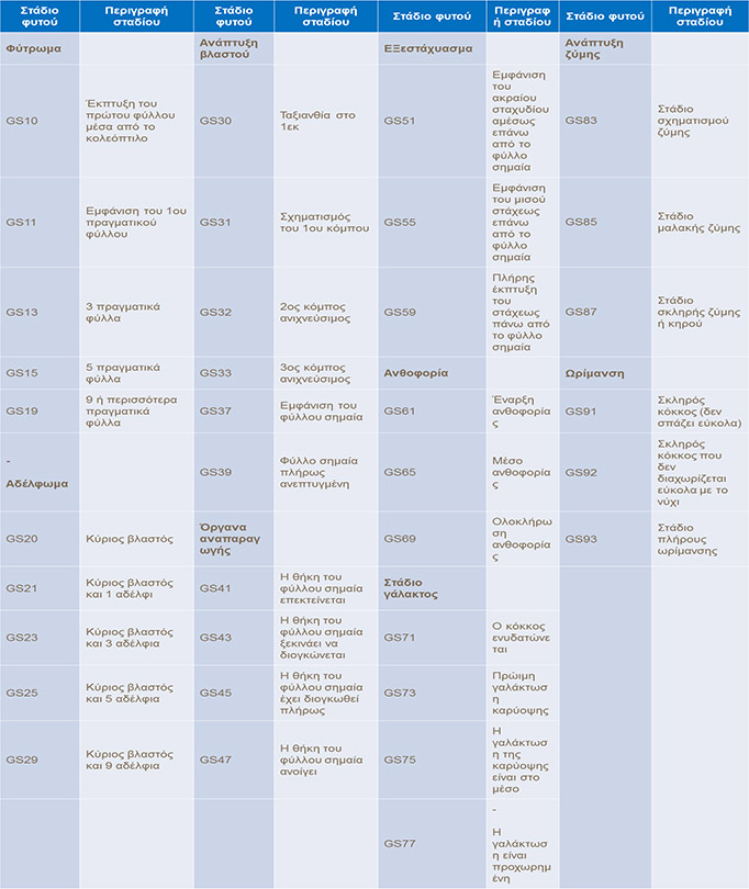 Στάδια ανάπτυξης του σιταριού
