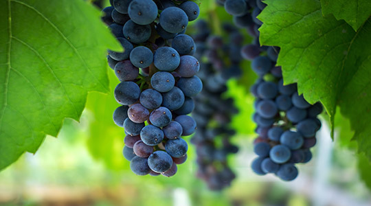 Η λίπανση του οινοποιήσιμου αμπελιού