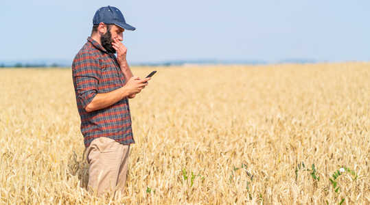 Καλλιέργεια σιταριού - Σημασία θείου και αζώτου