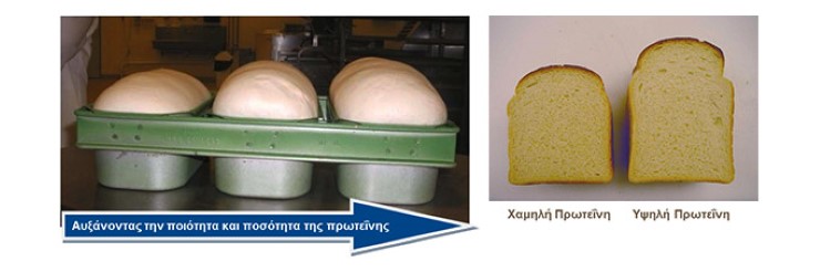 Ποότητα Πρωτείνης στο Σιτάρι