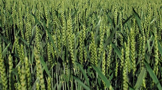 Βασική Λίπανση στο Σιτάρι