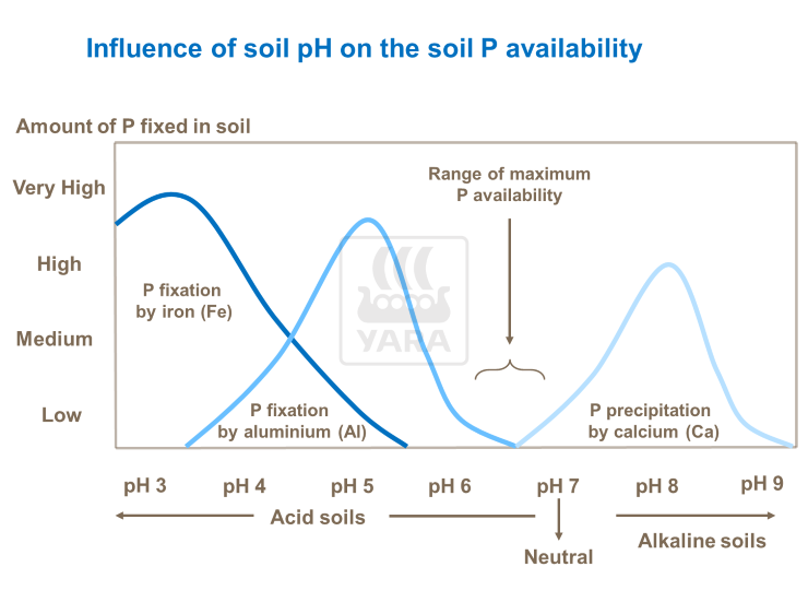 Επίδραση εδαφικού pH στο διαθέσιμο φώσφορο