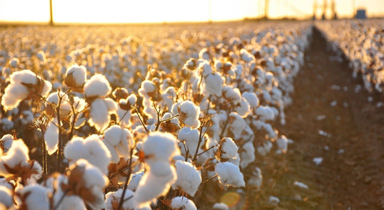 cotton