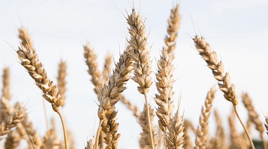 Θρεπτικά στοιχεία σιταριού σε κάθε στάδιο ανάπτυξης