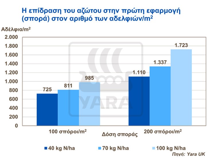 Η επίδραση του αζώτου για την εμφάνιση αδελφιών