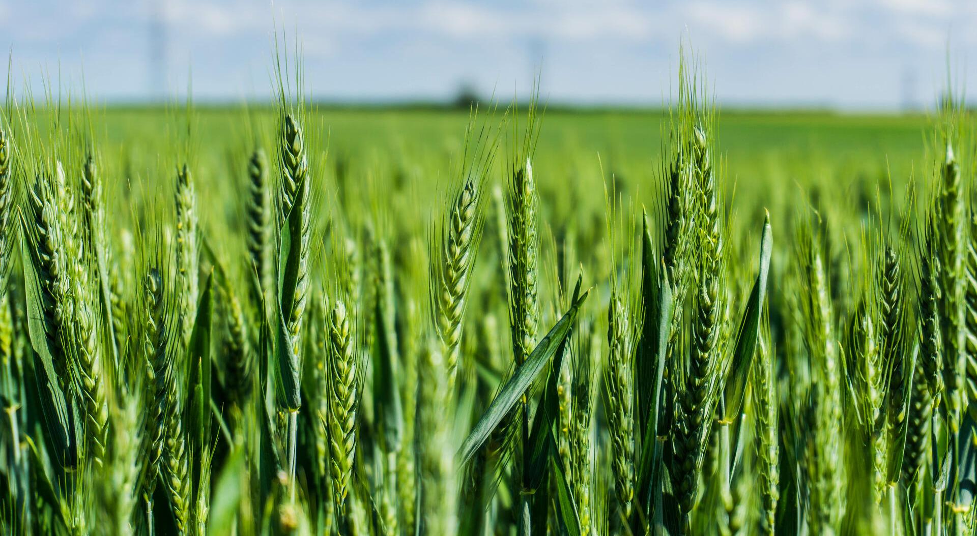 Βελτίωση ποιότητας σιταριού