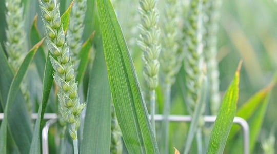 Αύξηση ποσότητας και βελτίωση ποιότητας πρωτεΐνης στο σιτάρι 