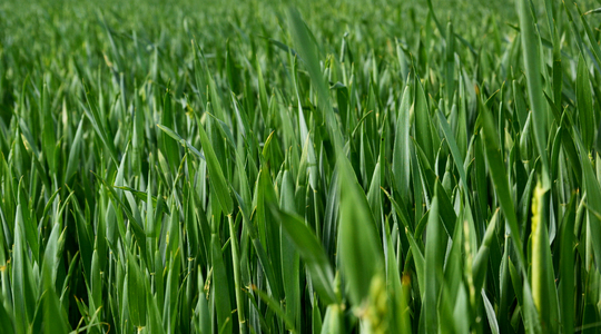 Αύξηση του δείκτη Hagberg (HFN) στο σιτάρι