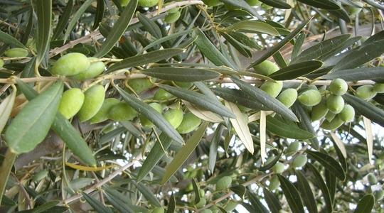 Ελιά: Πως να μειώσουμε την παρενιαυτοφορία στα ελαιόδεντρα