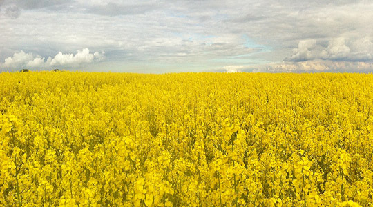 ελαιοκράμβη
