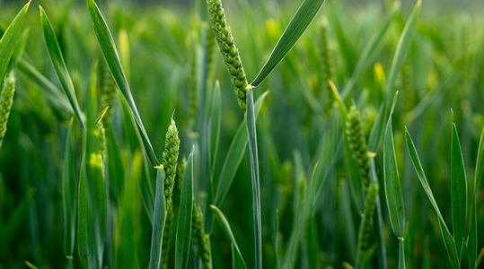 Αύξηση του αριθμού των κόκκων ανά στάχυ