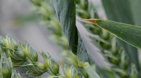 Αύξηση αριθμου φυλλων και βλαστων