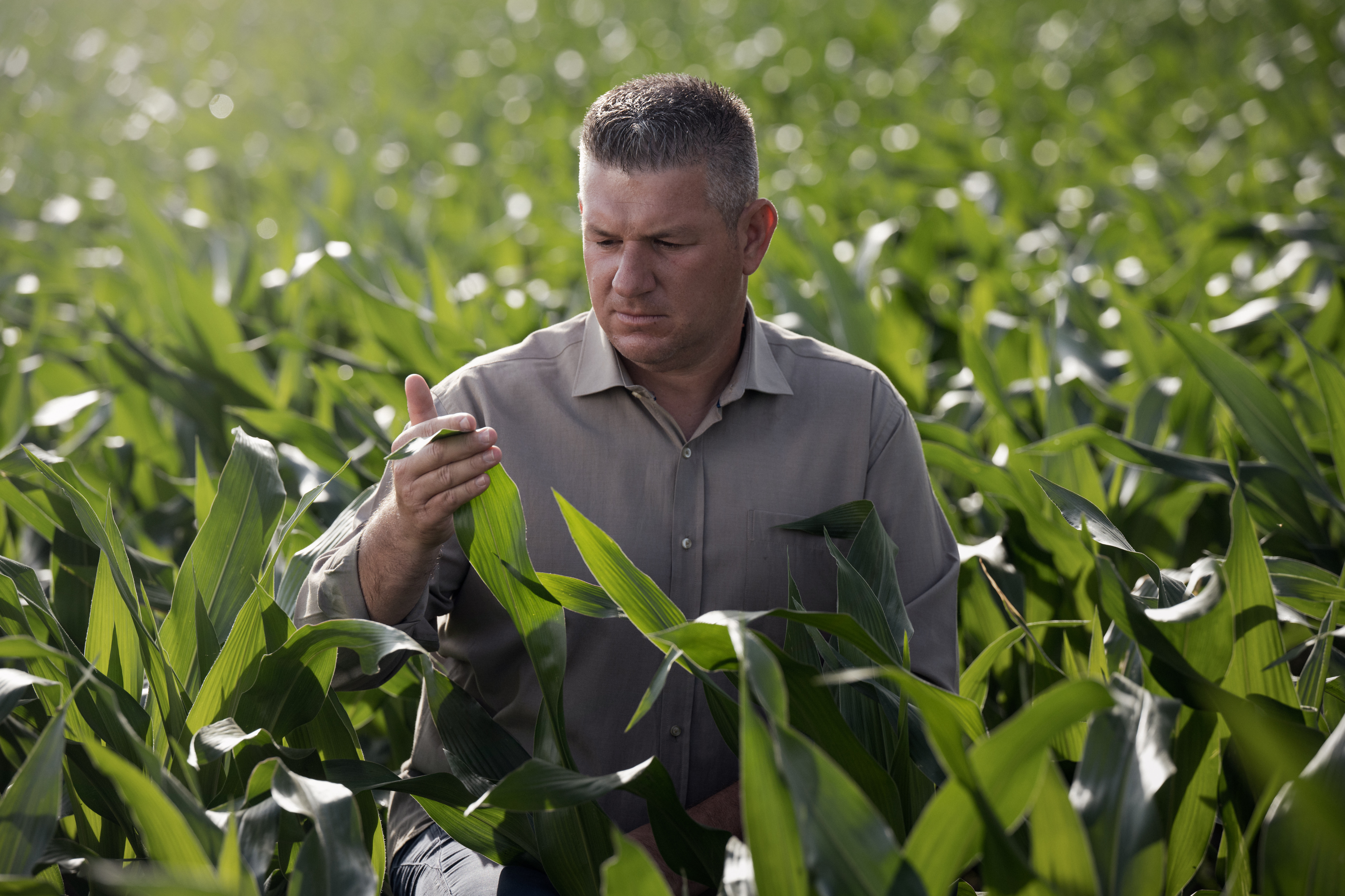 Χωράφι Καλαμποκιού