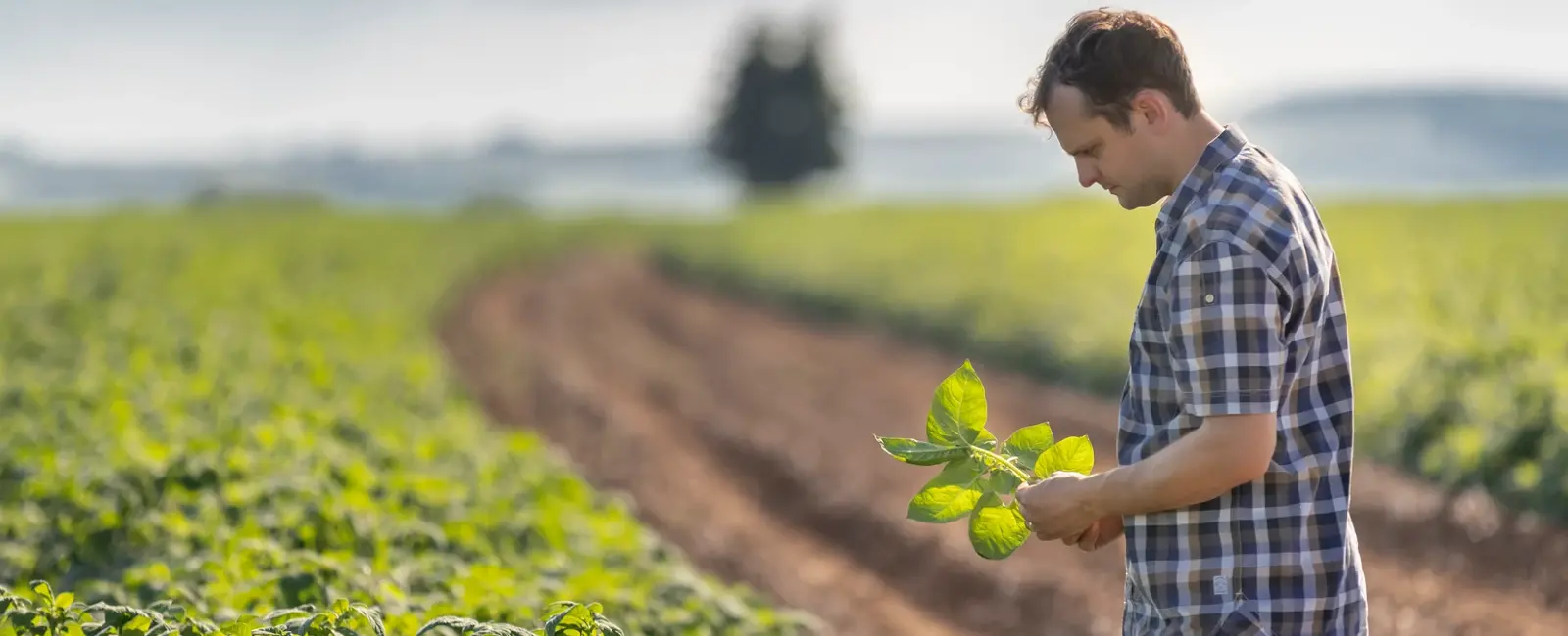 Προγράμματα Λίπανσης Πατάτας