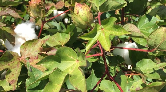 poiotika xarakthristika vamvaki