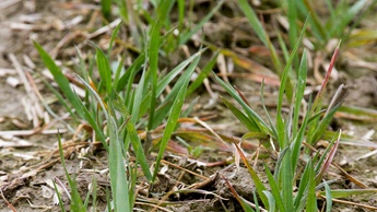 Φύτρωμα και Εγκατάσταση Σιταριού