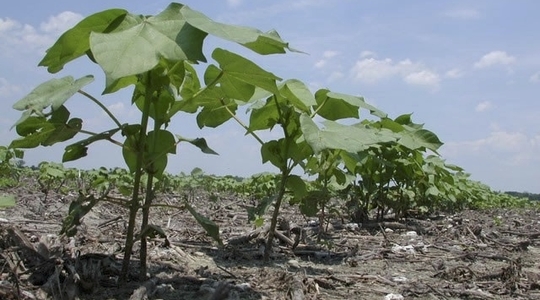 Ποιοτικά χαρακτηριστικά στο βαμβάκι