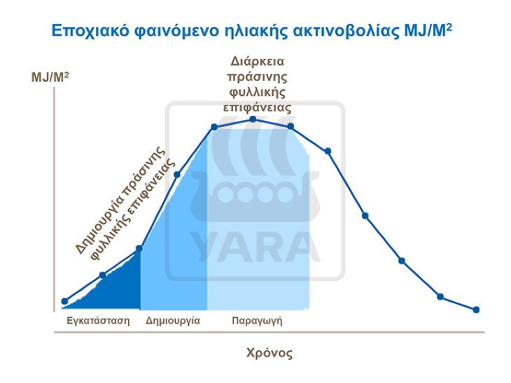 Φυλλική επιφάνεια στο σιτάρι
