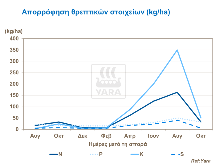 Απορρόφηση θρεπτικών στοιχείων στο σιτάρι