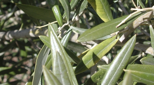 Ελιά:Μείωση των ζημιών κατά τη συγκομιδή των επιτραπέζιων ποικιλιών