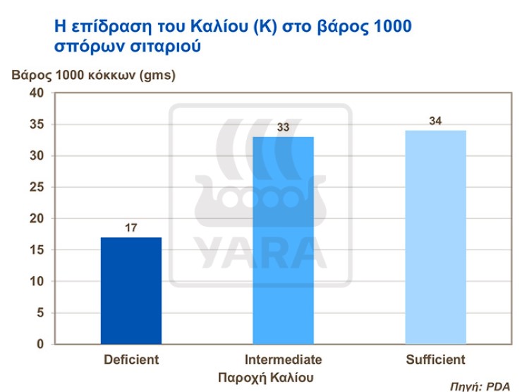 Επίδραση καλίου στο σιτάρι