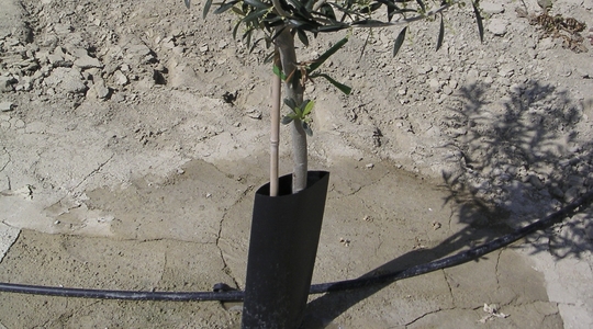 Η υδρολίπανση σε σχέση με την απόδοση και την ποιότητα του ελαιολάδου