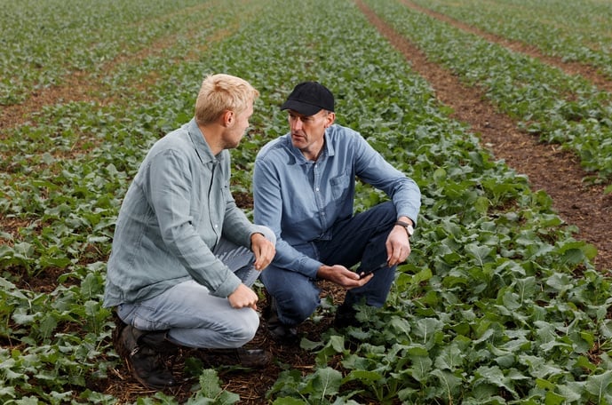 Η πρόταση λίπανσης της Yara για την ελαιοκράμβη