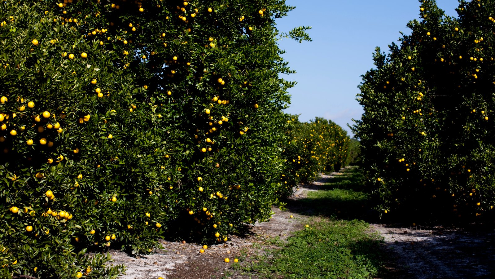 Πρόγραμμα Λίπανσης για την Λεμονιά 