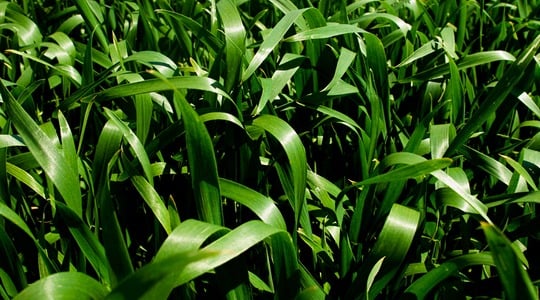 Διατηρηση πρασινης φιλλικης επιφανειας