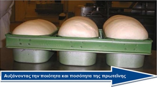 Αύξηση της ποσότητας και ποιότητας της πρωτεΐνης στο σιτάρι