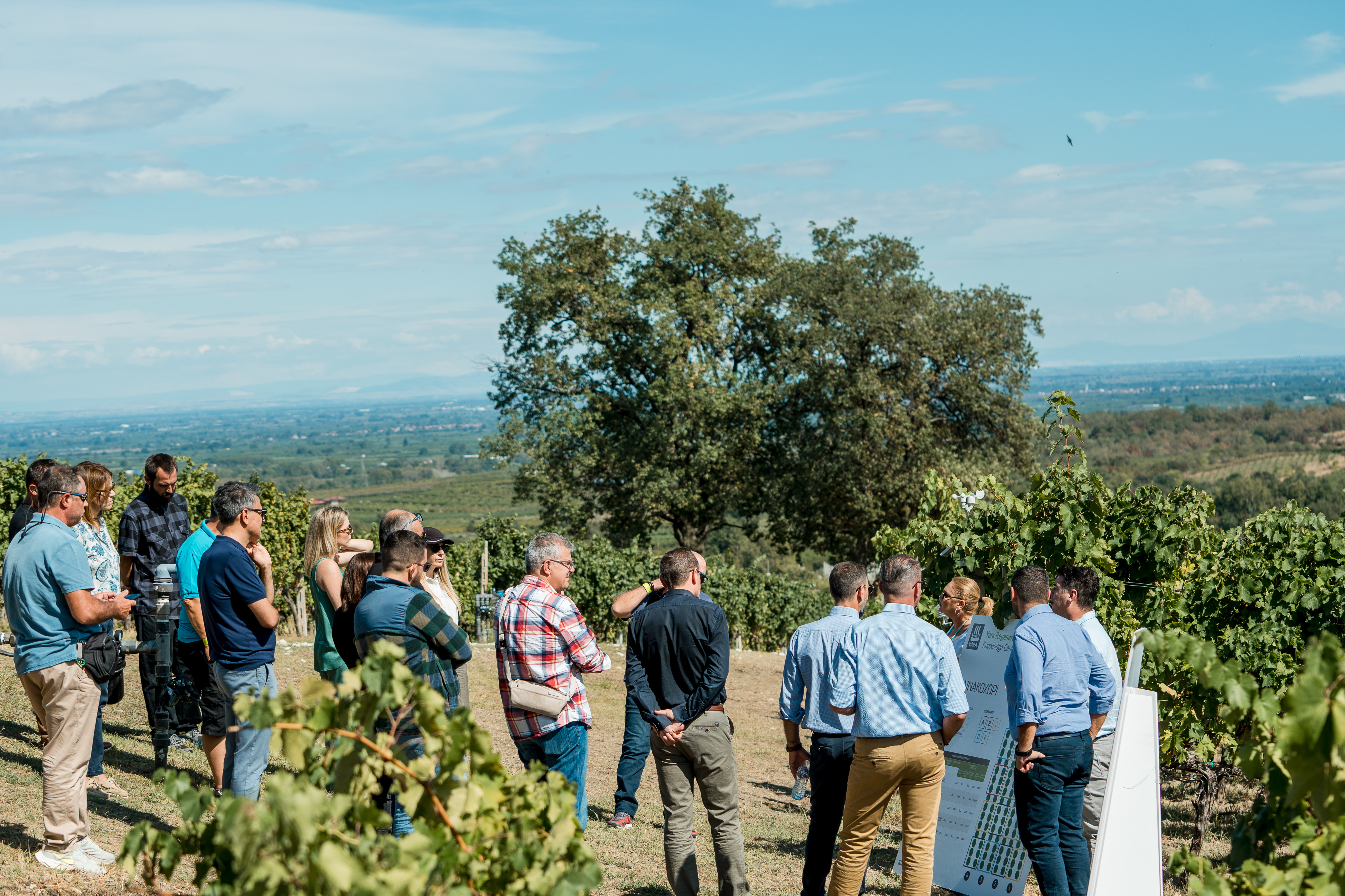 Yara Ελλας - Κυρ Γιαννη - Αμπελώνας