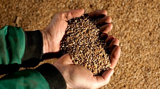 Αυξηση ειδικου βαρους κοκκων σιταρι