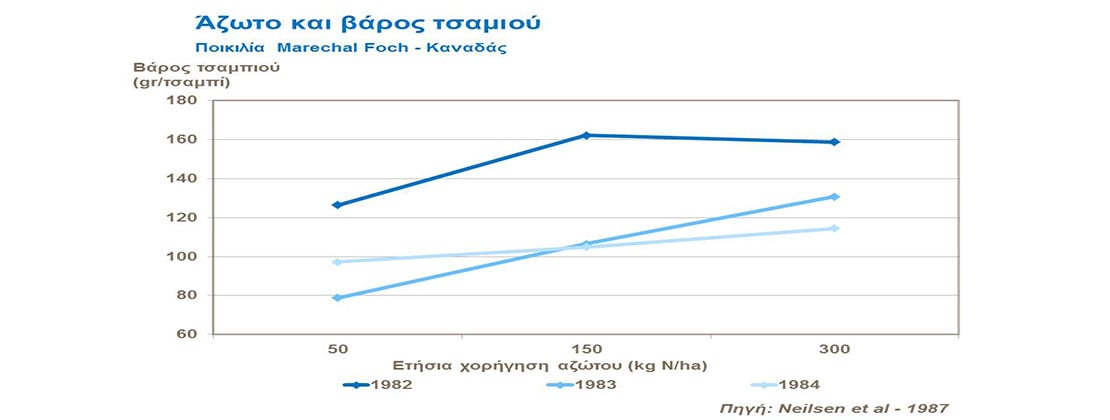 Άζωτο και βάρος τσαμπιού