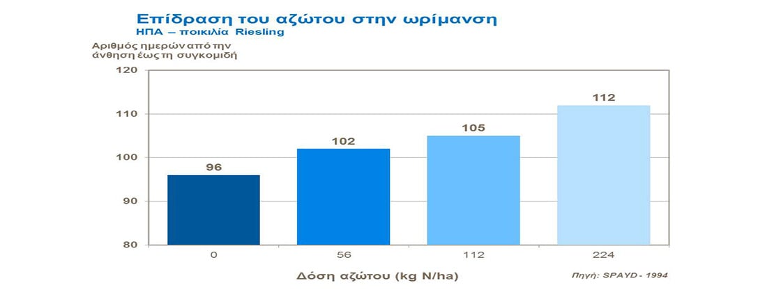 Επίδραση του αζώτου στην ωρίμανση του αμπελιού