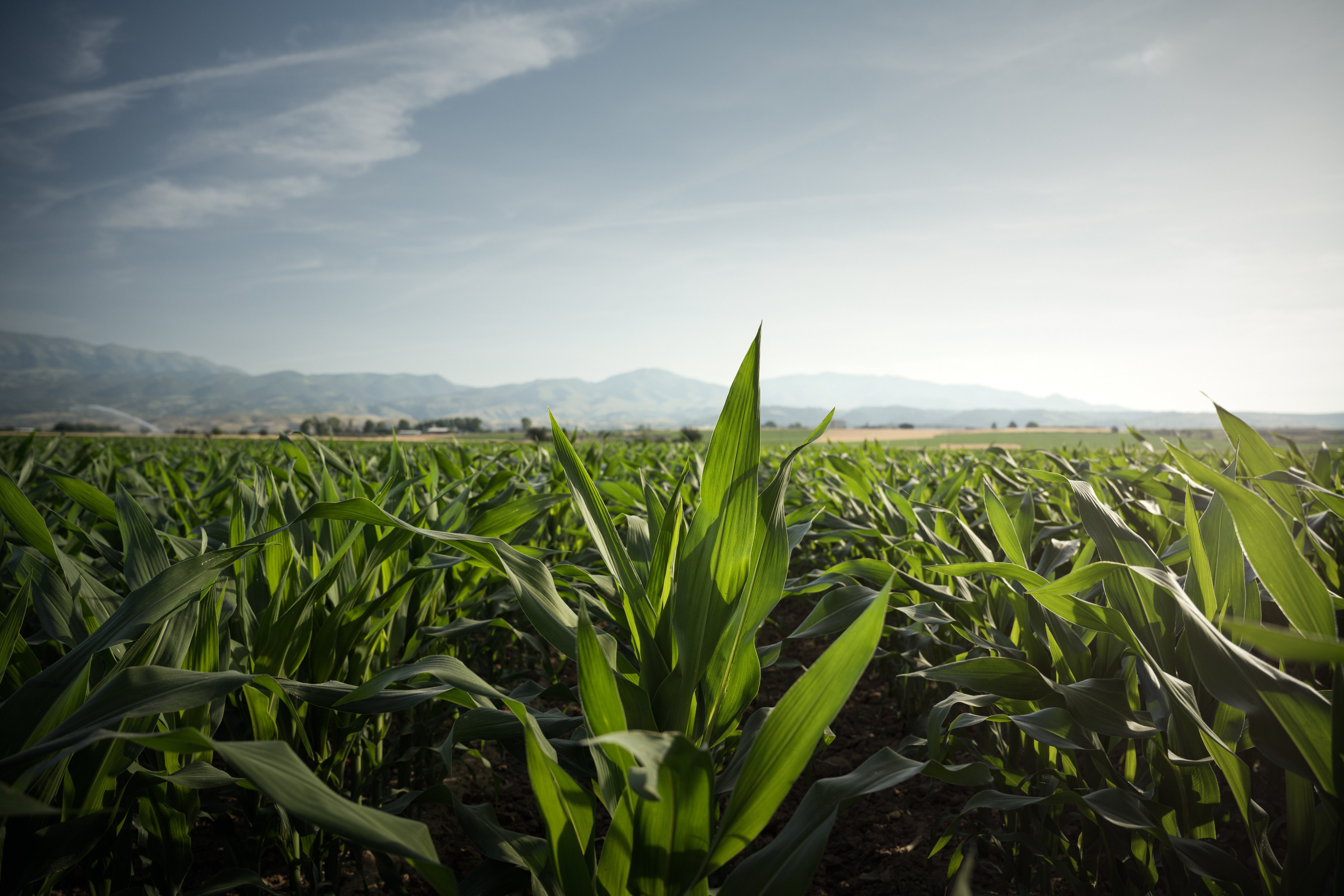 Καλαμπόκι Χωράφι