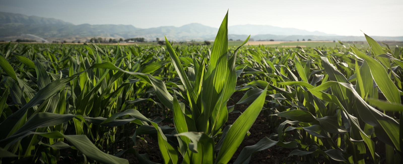 Καλαμπόκι Χωράφι