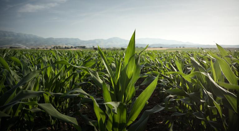 Καλαμπόκι Χωράφι