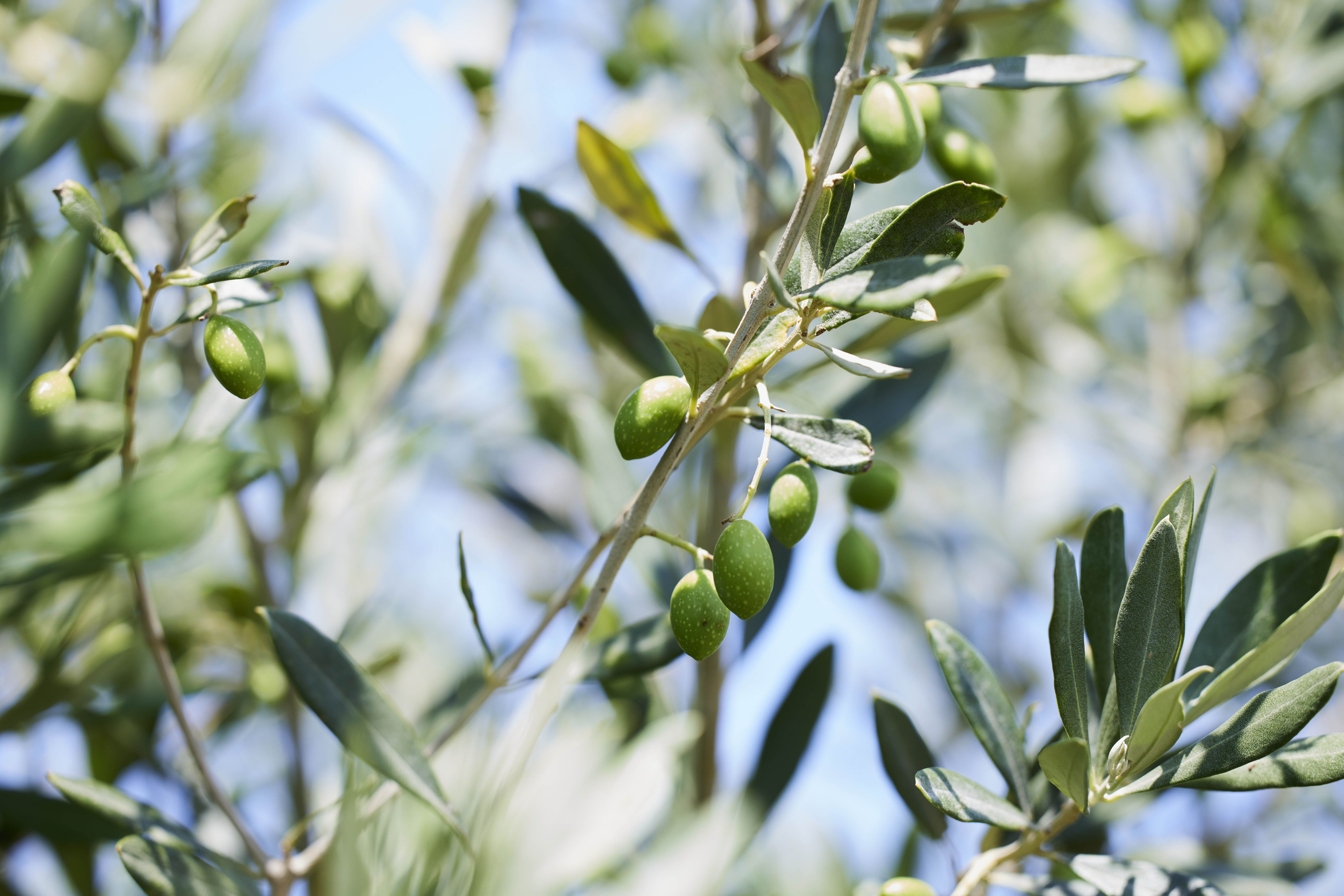 Καλλιέργεια Ελιάς