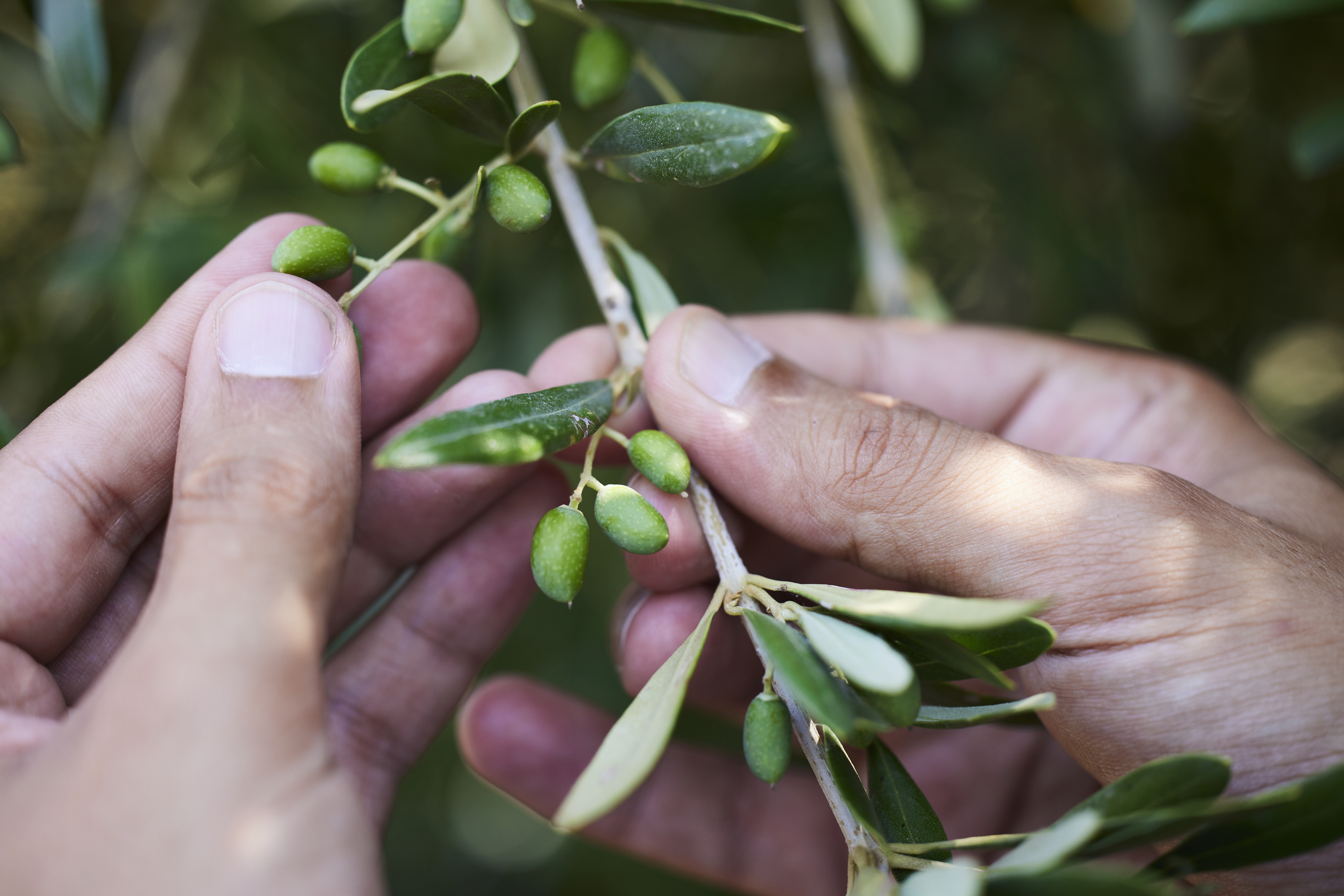 Ελιά: Θρεπτικά Στοιχεία και Απόδοση