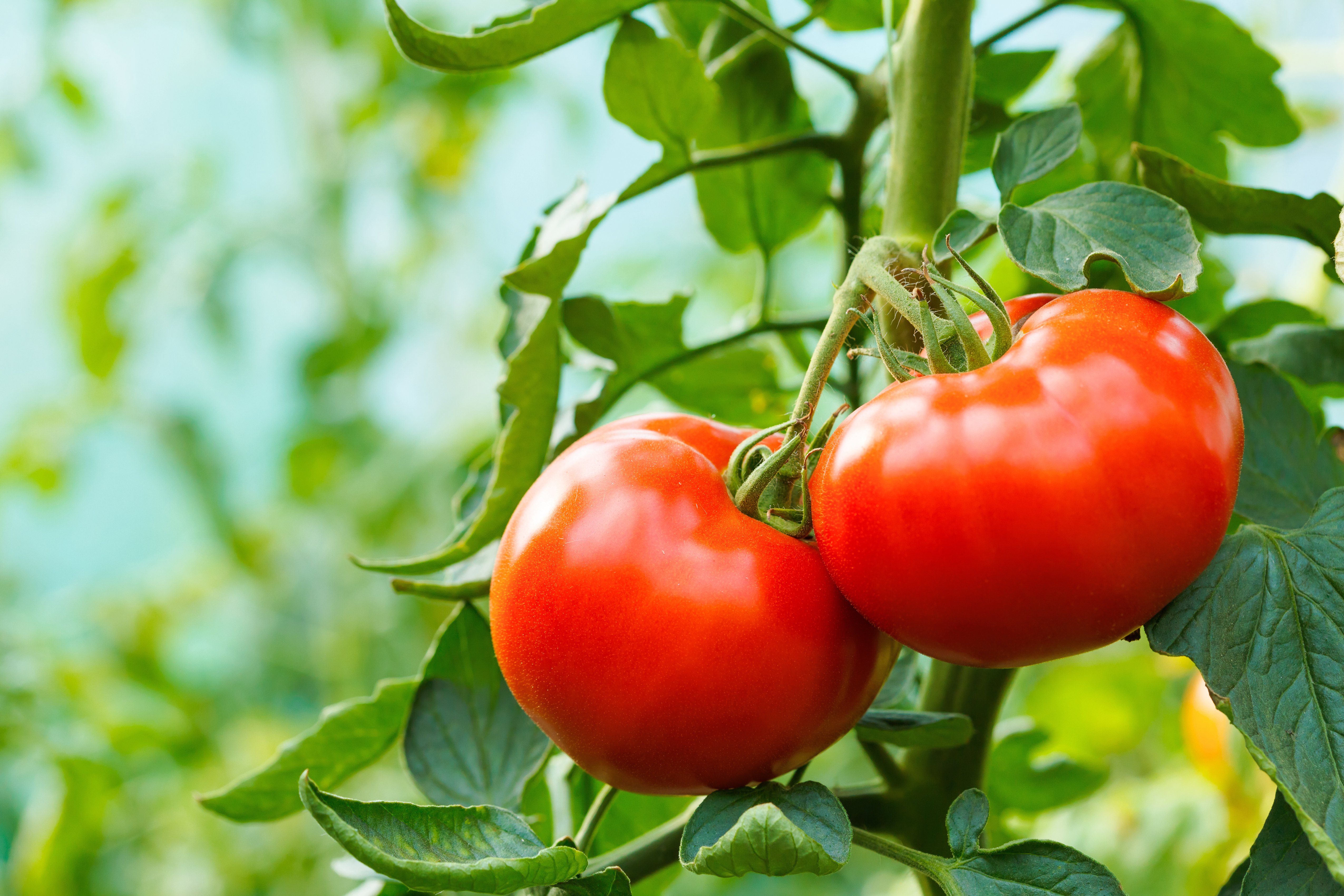 Tomato