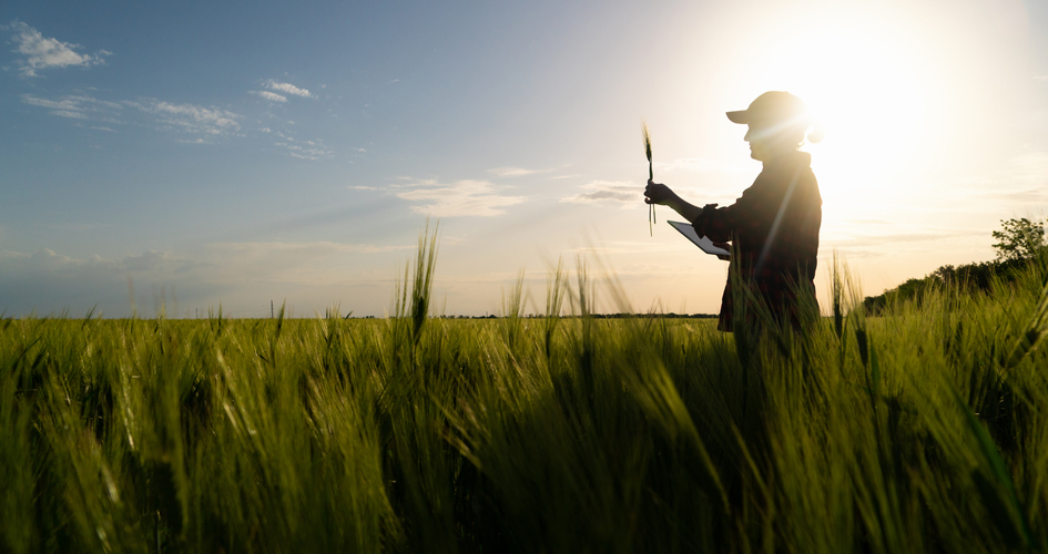 Συνδυαστικότητα θείου και αζώτου στο σιτάρι