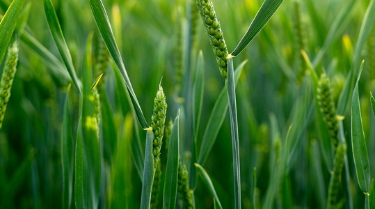 Φυλλική επιφάνεια στο σιτάρι